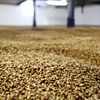 Malting barley