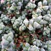 Succulent plant