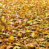 autumn leaves