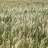 barley field