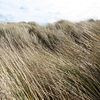 coastal grasses