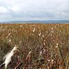 cottongrass Derbyshire