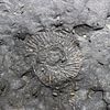 fossil Dorset coast