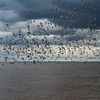 oyster catcher flock