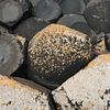 rock formation lichen Giants Causeway Antrim