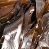 seaweed 2