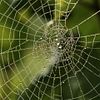 spider web 1