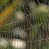 spider web 3