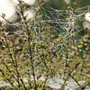 spider web 4