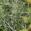 spider web 6