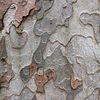 tree bark