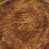 wood trunk annual rings