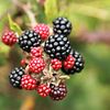 Bramble