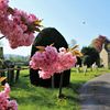 Cherry blossom churchyard