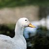 Farmyard duck