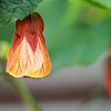 Greenhouse flowerbud