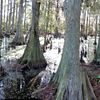Hawk Swamp