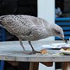 Juvenile seagull scavanging