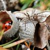Ladybird hiding from spider