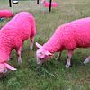 Latitude pink sheep
