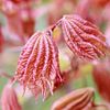Leaf buds