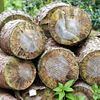 Logs