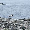 Oystercatcher landing