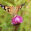 Painted Lady