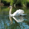 Swan