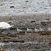 Swan and sygnets