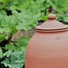 Terracota Rhubarb