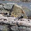 Wagtails