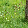 Woodland flowers