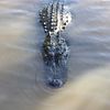 aligator