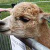 alpaca