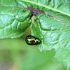 beetle