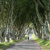 dark hedges Antrim