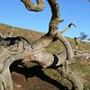 dead tree
