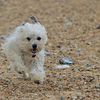 dog running