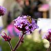 hoverfly