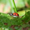 ladybird on leaf