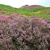 moorland heather