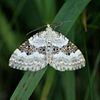 moth