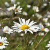 ox eye daisy