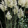 pampas grass