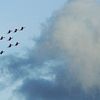 red arrows 3