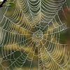 spider web 5