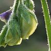 sweet pea flower bud