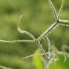 sweet pea tendrils